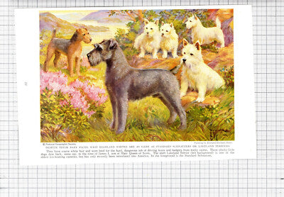 Lakeland Terrier Schnauzer Highland Edward Herbert Miner - c.1936 Book Print