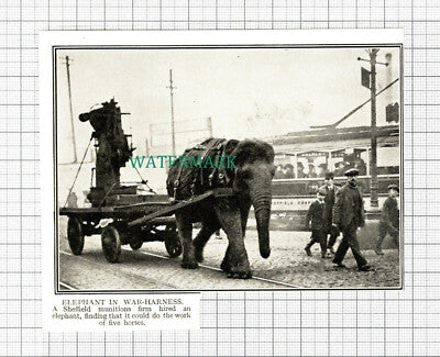 C5498) Sheffield Munitions Factory Elephant World War One - c.1918 Cutting