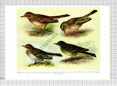 9579) PIPIT ALPINE RICHARD'S ROCK TAWNY H Gronvald - 1966 Bird Book Print