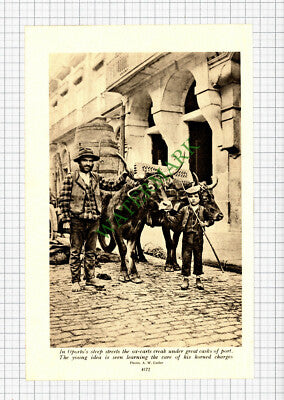 Oporto Portugal Ox Cart  - c.1930s Cutting / Print