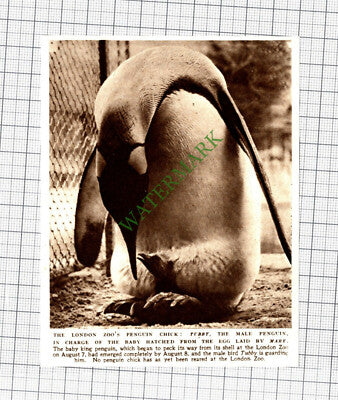 C2164) London Zoo Penguin Chick TUBBY- 1952 Cutting