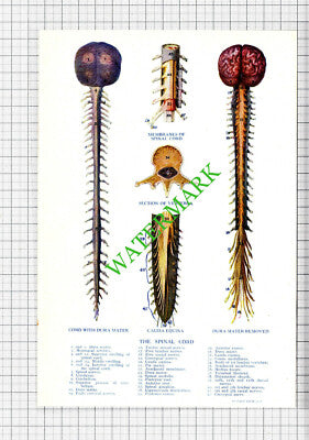 THE SPINAL CORD -  Small Antique Human Body Medical Print c.1915