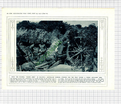 9985) Australian Gunners Gallipolil World War 1 Australia - 1915 Cutting / Print
