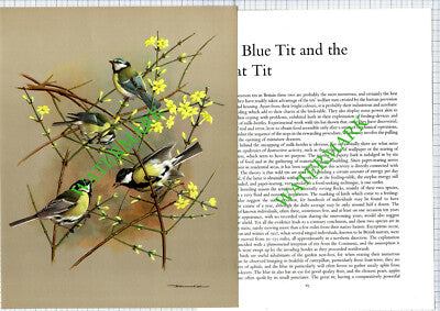 Blue Tit Great Tit Basil Ede - 1970s Bird Print