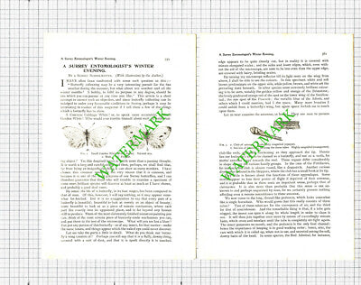 Entomology Butterfly Collecting   -  1900 Article
