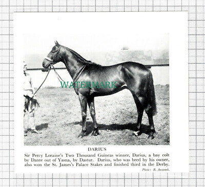 C5487) Sir Percy Loraine Horse Darius - 1955 Cutting