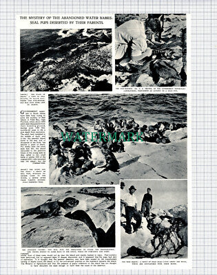 (X164) Seal Island False Bay South Africa Abandoned Pups - 1949 Clip