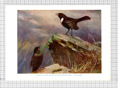 9575) RING OUZEL  A W Seaby - 1966 Bird Book Print