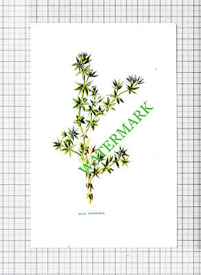 BLUE SHERARDIA Botannical Wild Flower Plant PRINT -   c.1900 Small Print