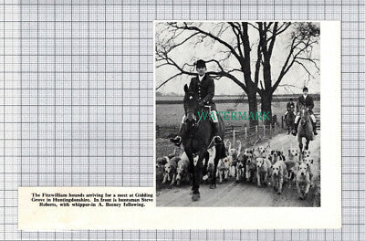 C5258) The Fitzwilliam Hounds Gidding Grove Steve Roberts Beeny - 1970 Cutting