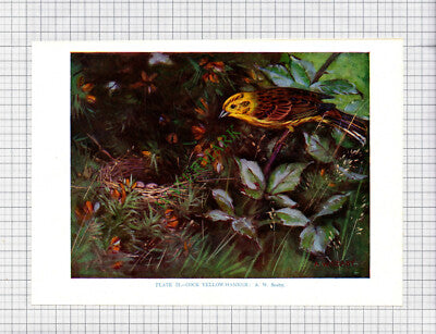 9547) YELLOW HAMMER YELLOWHAMMER  A W Seaby - 1966 Bird Book Print