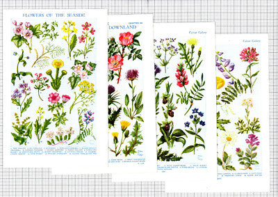 Wild Flowers Print- c.1950s Book Prints