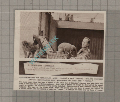 C3950) Gibraltar Apes Reinforced - 1945 Clip