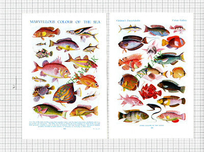 Fish Prints - c.1950 2-Part Cutting