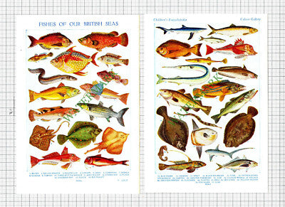 Fish Fishes  - c.1950s Book Prints