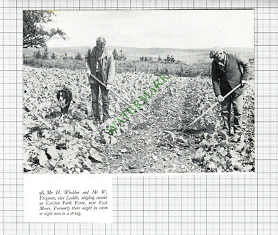 Mr H Wheldon Mr W Ferguson Carlton Park Farm East Moors  - 1970s Cutting