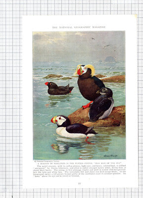 Tufted Puffin Bird Allan Brooks - c.1936 Book Print / Cutting