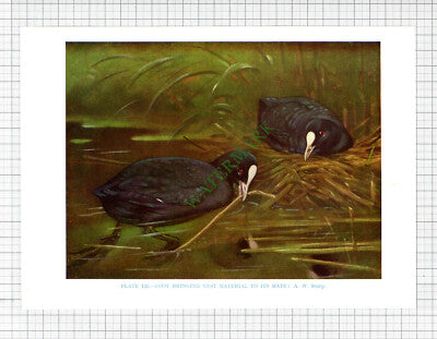 COOT  Bird  A W Seaby  - c.1960s Book Print