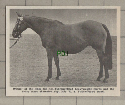 Mrs N T Swinnerton Winner Horse DEAN - 1971 Small News Clipping