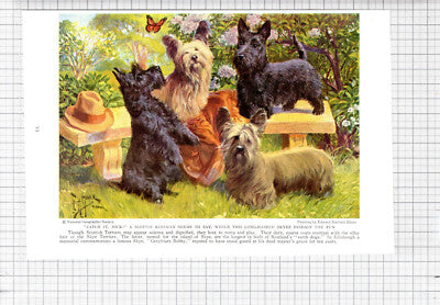Scottish Terriers Edward Herbert Miner - c.1936 Book Print / Cutting