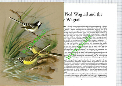 Pied Wagtail  Grey Wagtail Basil Ede - 1970s Bird Print