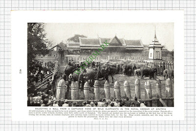 Royal Keddah Ayuthia Elephants  - c.1930s Cutting / Print