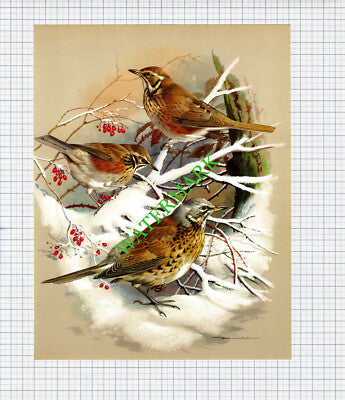 Redwing  Fieldfare  Bird Basil Ede  - 1960's Book Print