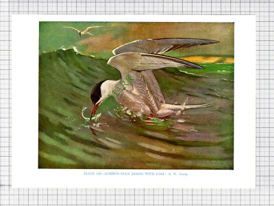 9670) COMMON TERN  A W Seaby - 1966 Bird Book Print