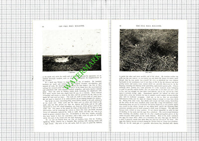 The Gullery Walney Island Stella Hamilton AM Wakefield  - 1897 Article