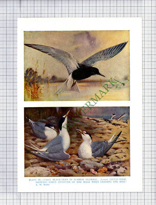 9763) TERN    A W Seaby  - 1966 Bird Book Print