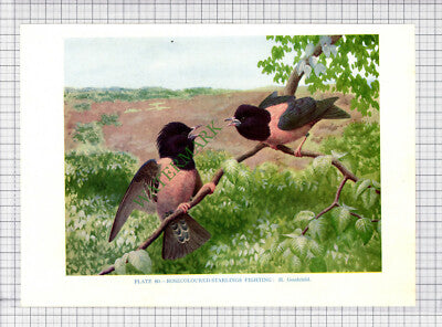 9595) ROSECOLOURED STARLING H Goodchild  - 1966 Bird Book Print