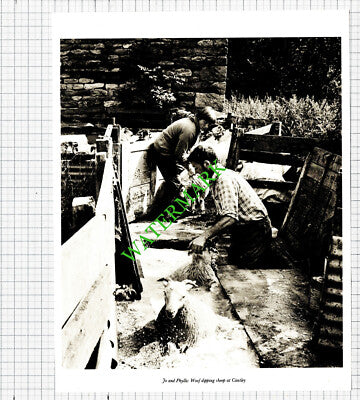 Sheep Dipping Cautley Yorkshire Jo and Phyllis Woof - c.1980s Cutting