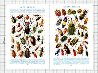 Beetles  - c.1940s Cutting / Prints
