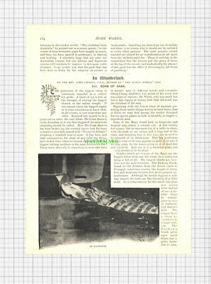 8855) Cricket England Australia Ranjitsinhji Ingram George Giffen McKibben 1896