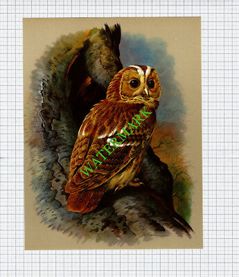 Tawny Owl  Basil Ede  - 1960s Bird Print