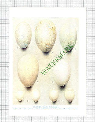 BIRD EGGS Shag Cormorant Gannet Fulmar Petrel  H Gronvold  - c.1960s PRINT