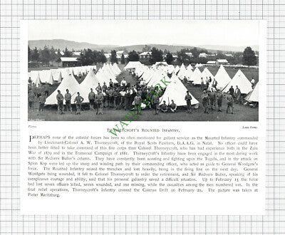 Lt Col  Thorneycroft Thorneycroft's Mounted Infantry    - c.1900 Cutting / Print