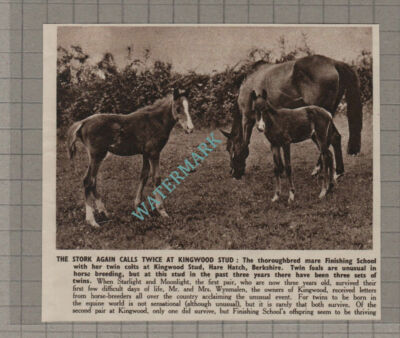 C3344) Wynmalen Kingwood Stud Hare Hatch FINISHING SCHOOL Twin Colts - 1950 Clip