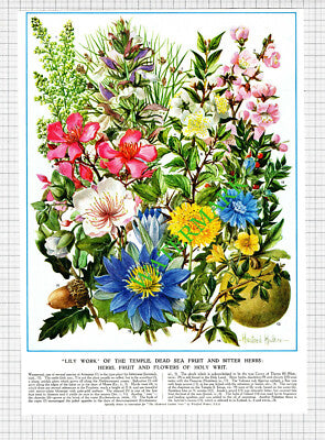 Holy Plants Fruit Herbs Flowers Religious Bible  -1950s 2-Part Cutting / Print