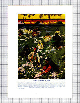 9423) Cotton Gathering Egypt / Tapping Rubber Tree - c.1950s Print / Cutting