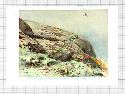 PTARMIGAN Bird  G E Lodge  - c.1960s Book Print