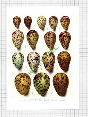 BIRD EGGS PRINT Dunlin Ruff Redshank Greenshank Whimbrel H Gronvold  - c.1960s