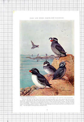 Least Auklet Whiskered Paraquet Bird Allan Brooks - c.1936 Book Print / Cutting