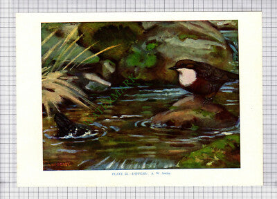 9572) DIPPER A W Seaby - 1966 Bird Book Print