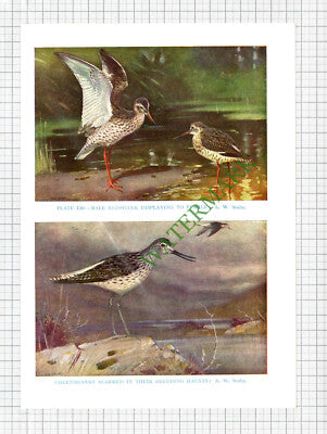 Greenshank  Redshank Bird  A W Seaby  - c.1960s Book Print