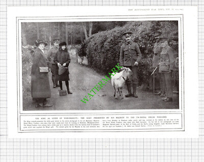 7th Royal Welsh Fusiliers Lady Magdalen Herbert Addie Goat -1914 Cutting / Print