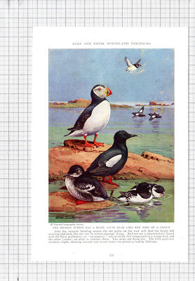 Puffin Bird Allan Brooks - c.1936 Book Print / Cutting