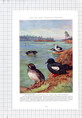 Rhinoceros Auklet Bird Allan Brooks - c.1936 Book Print / Cutting