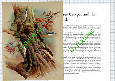 Tree Creeper and Nuthatch - 1970s Bird Print