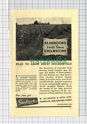 C3785) Seabrooks Fruit Trees Chelmsford W Seabrook & Sons Essex - 1952 Clip